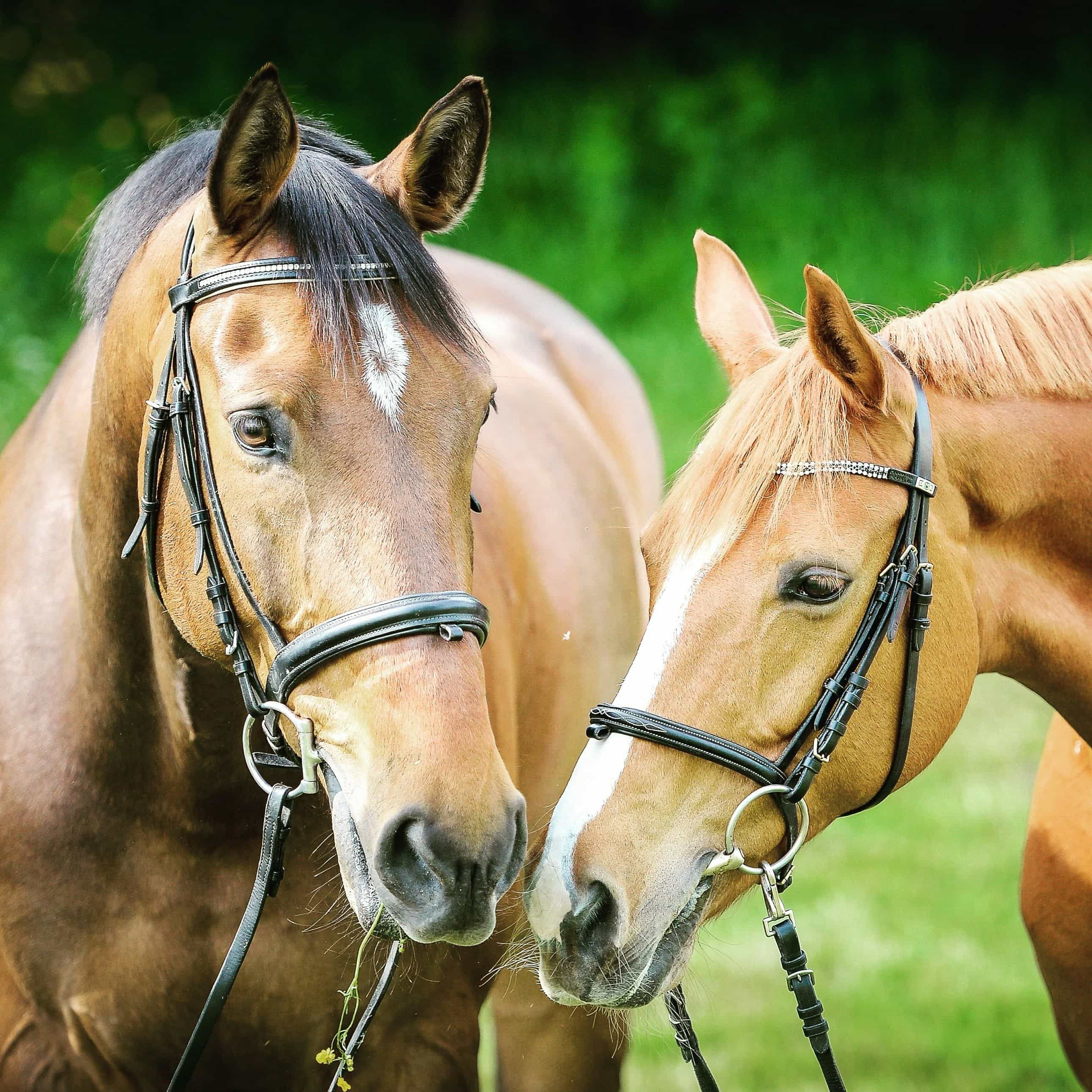 Sfondo fotografico equestre — invito alla registrazione Genesi Stalloni