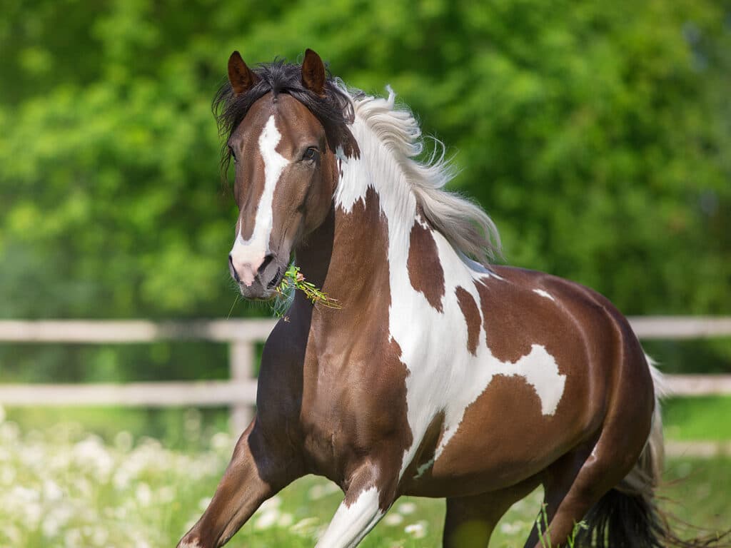 Illustrazione razza Holsteiner — dettagli morfologici e uso sportivo